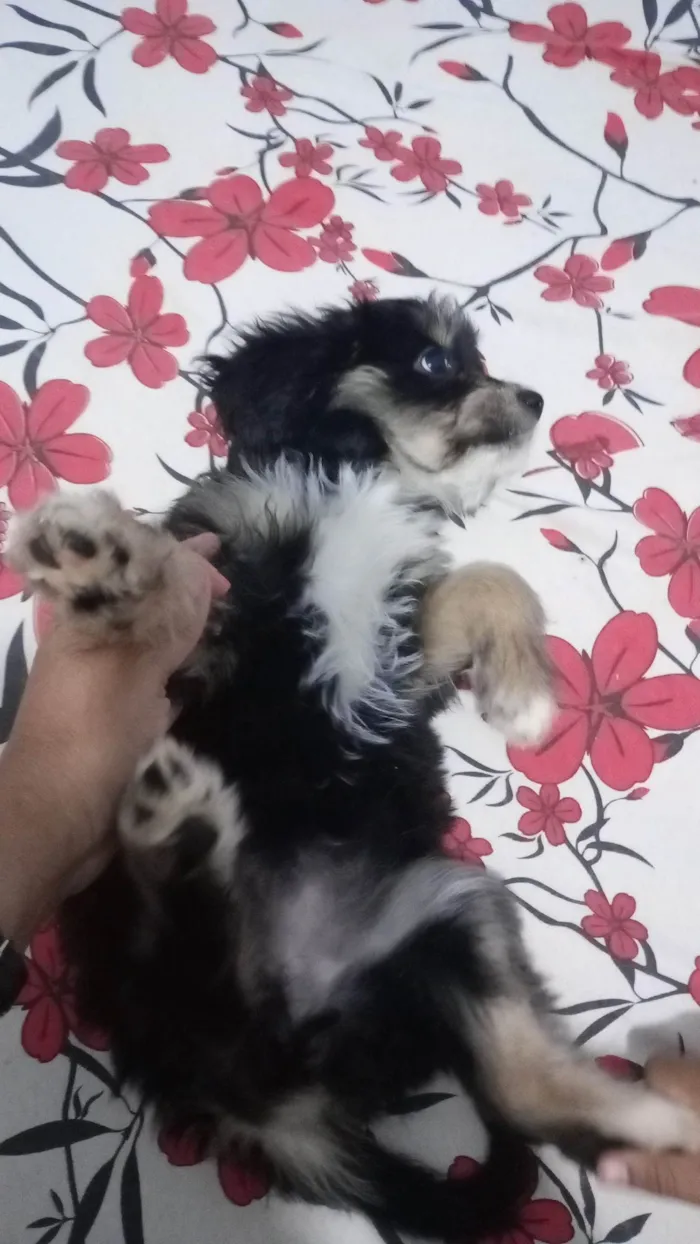 Cachorro ra a SRD-ViraLata idade 2 a 6 meses nome Pipoca 