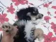 Pipoca 
