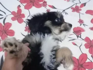 Cachorro raça SRD-ViraLata idade 2 a 6 meses nome Pipoca 