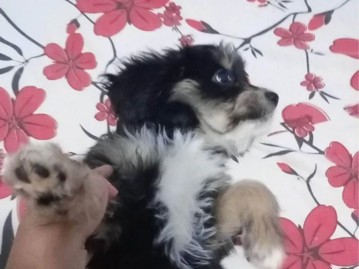 Cachorro ra a SRD-ViraLata idade 2 a 6 meses nome Pipoca 