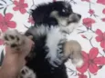 Pipoca 