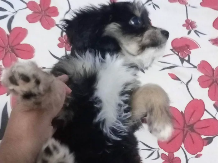Cachorro ra a SRD-ViraLata idade 2 a 6 meses nome Pipoca 