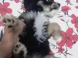 Pipoca 