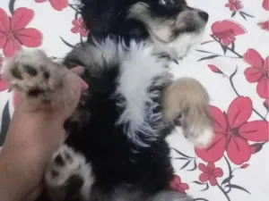 Cachorro raça SRD-ViraLata idade 2 a 6 meses nome Pipoca 