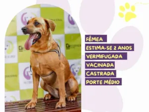 Cachorro raça SRD-ViraLata idade 2 anos nome Alana 