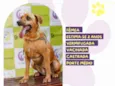 Cachorro ra a SRD-ViraLata idade 2 anos nome Alana 