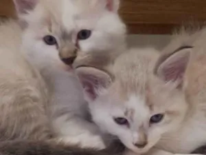 Gato raça SRD-ViraLata idade Abaixo de 2 meses nome Adriana 