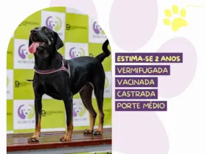 Cachorro raça SRD-ViraLata idade 2 anos nome Bel