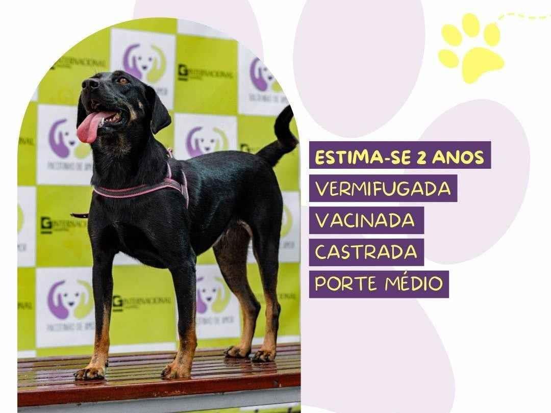 Cachorro ra a SRD-ViraLata idade 2 anos nome Bel