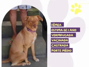 Cachorro raça SRD-ViraLata idade 1 ano nome Luna