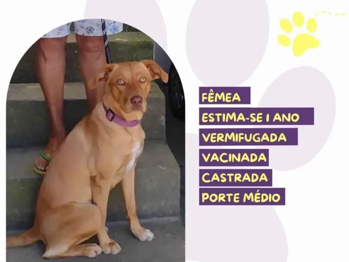Cachorro ra a SRD-ViraLata idade 1 ano nome Luna