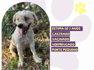 Cachorro raça Poodle idade 6 ou mais anos nome Popeye