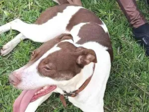 Cachorro raça SRD-ViraLata idade 2 anos nome Pandora