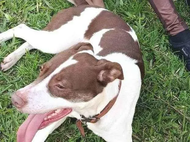 Cachorro ra a SRD-ViraLata idade 2 anos nome Pandora