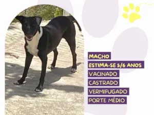 Cachorro raça SRD-ViraLata idade 6 ou mais anos nome Negão