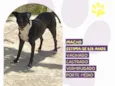 Cachorro ra a SRD-ViraLata idade 6 ou mais anos nome Negão