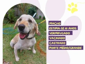 Cachorro raça Labrador idade 6 ou mais anos nome Joca