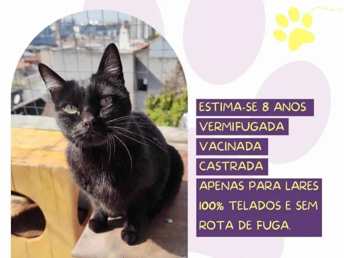 Gato ra a SRD-ViraLata idade 6 ou mais anos nome Boo