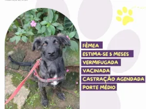Cachorro raça SRD-ViraLata idade 7 a 11 meses nome Brigidty