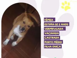 Cachorro raça SRD-ViraLata idade 2 anos nome Cibele 