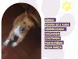 Cachorro ra a SRD-ViraLata idade 2 anos nome Cibele 
