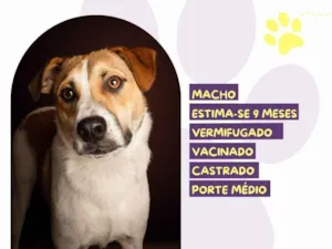 Cachorro raça SRD-ViraLata idade 7 a 11 meses nome Nico