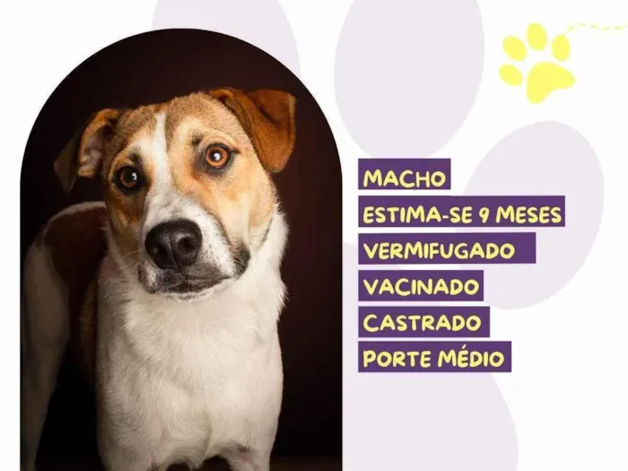 Cachorro raça SRD-ViraLata idade 7 a 11 meses nome Nico