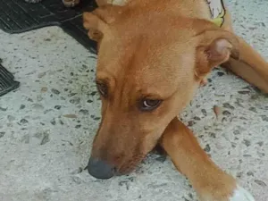 Cachorro raça SRD-ViraLata idade 1 ano nome Sem nome ainda 