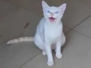 Gato raça SRD-ViraLata idade 2 a 6 meses nome Flocos de neve