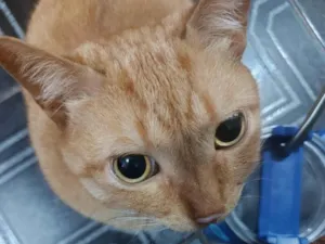 Gato raça SRD-ViraLata idade 7 a 11 meses nome Fabiola Morais Florentino
