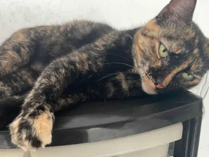 Gato raça SRD-ViraLata idade 3 anos nome BEATRIZ E BIANCA