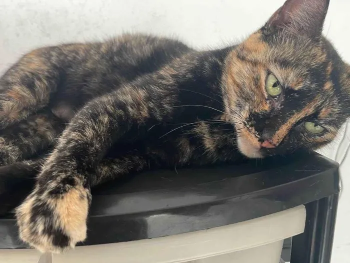 Gato ra a SRD-ViraLata idade 3 anos nome BEATRIZ E BIANCA