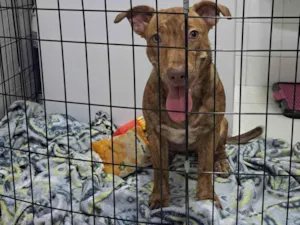 Cachorro raça SRD-ViraLata idade 7 a 11 meses nome Mel