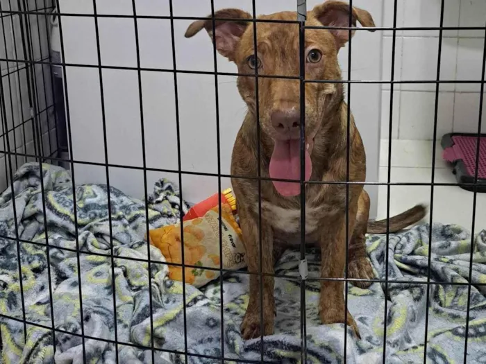 Cachorro raça SRD-ViraLata idade 7 a 11 meses nome Mel