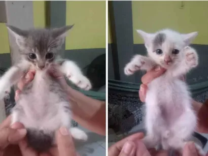 Gato raça SRD-ViraLata idade 2 a 6 meses nome Meninas lindas 