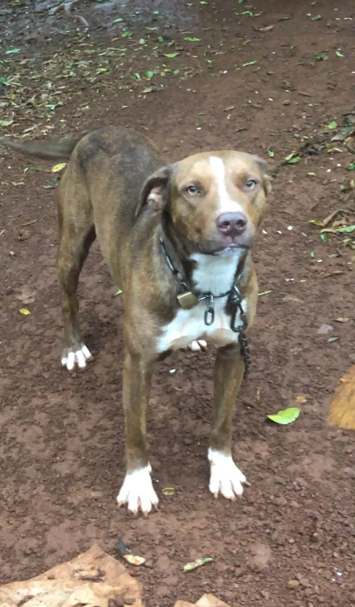 Cachorro ra a Pit-Bull idade 2 anos nome Doação American staffordshire terrier
