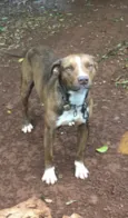 Doação American staffordshire terrier