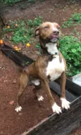 Doação American staffordshire terrier