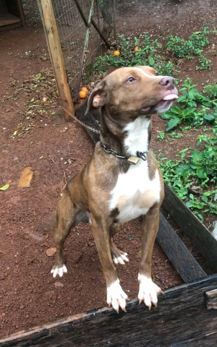 Cachorro ra a Pit-Bull idade 2 anos nome Doação American staffordshire terrier