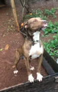 Doação American staffordshire terrier