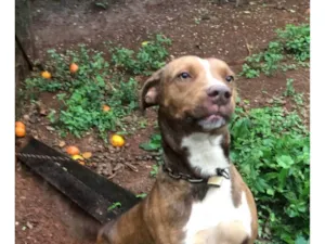 Cachorro raça Pit-Bull idade 2 anos nome Doação American staffordshire terrier