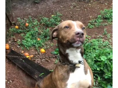 Cachorro raça Pit-Bull idade 2 anos nome Doação American staffordshire terrier