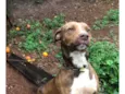 Doação American staffordshire terrier