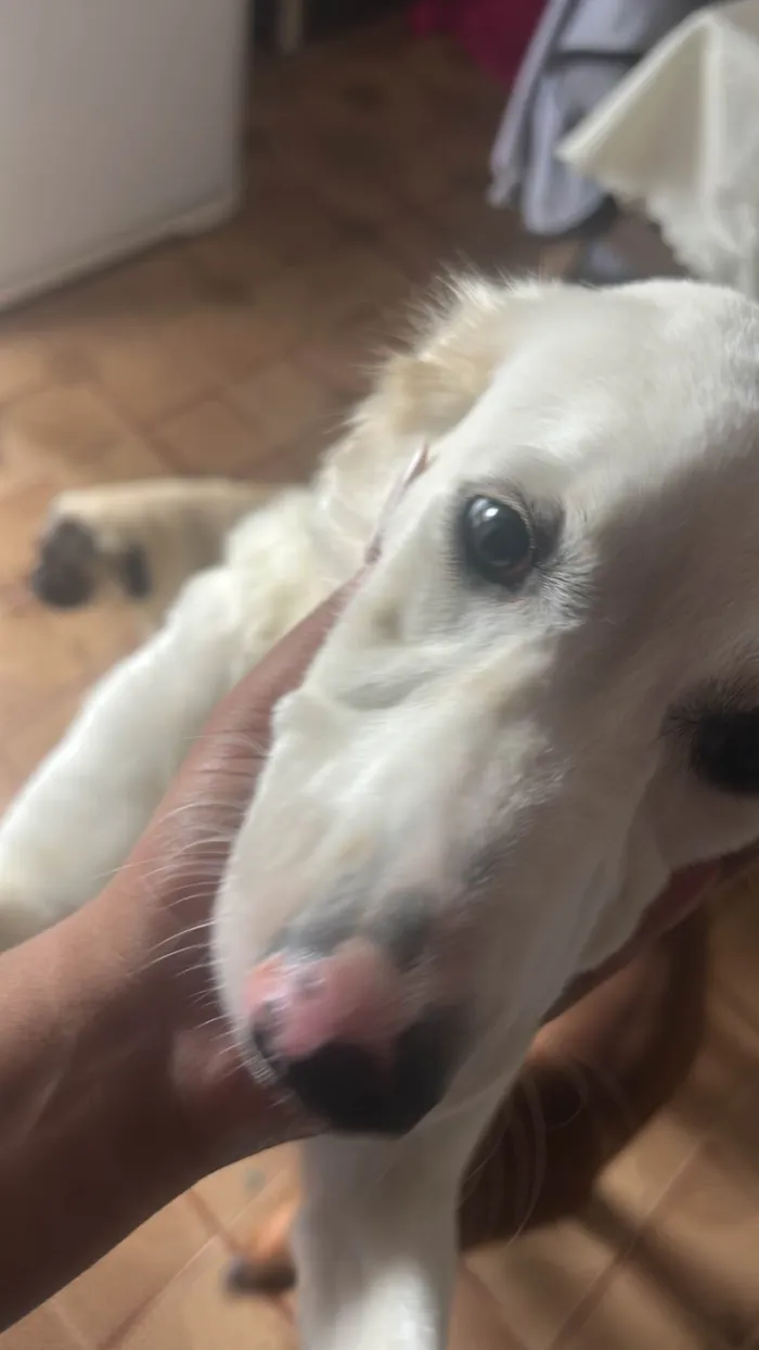 Cachorro ra a SRD-ViraLata idade 1 ano nome Princesa 