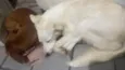 Princesa 