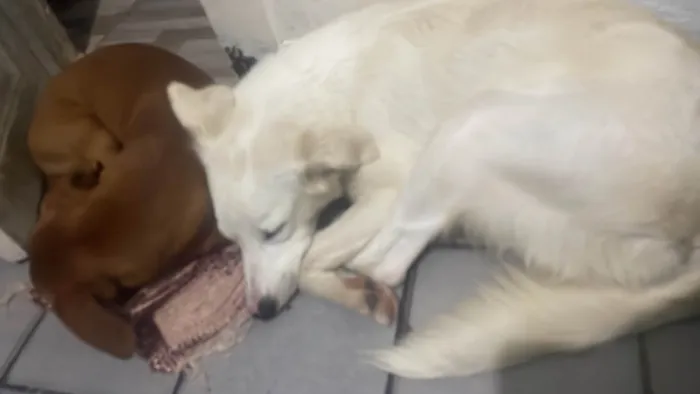 Cachorro ra a SRD-ViraLata idade 1 ano nome Princesa 