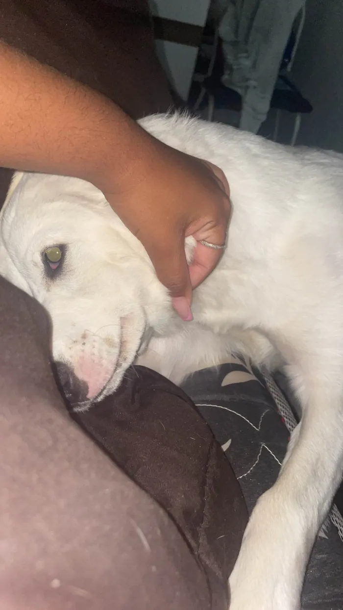 Cachorro ra a SRD-ViraLata idade 1 ano nome Princesa 