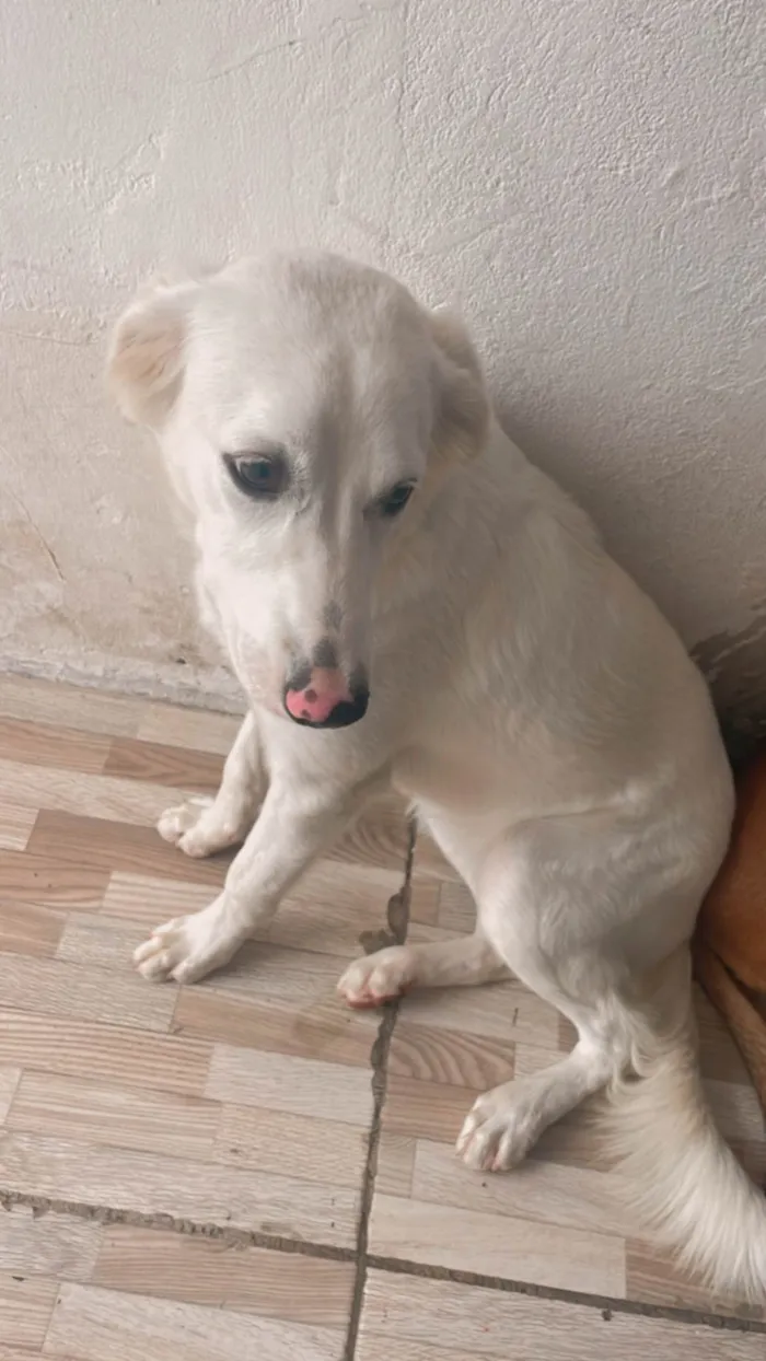 Cachorro ra a SRD-ViraLata idade 1 ano nome Princesa 