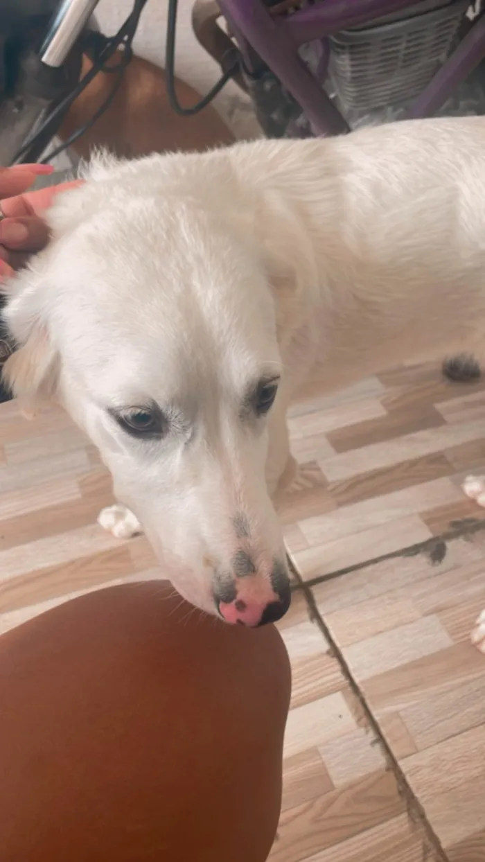 Cachorro ra a SRD-ViraLata idade 1 ano nome Princesa 