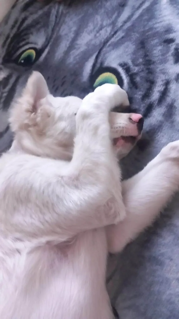 Cachorro ra a SRD-ViraLata idade 1 ano nome Princesa 